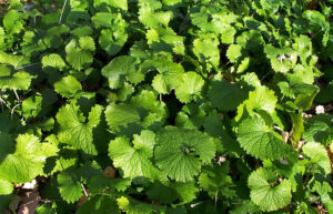 Photo of rosettes on a garlic mustard plant. / Photo Credit: Wisconsin DNR