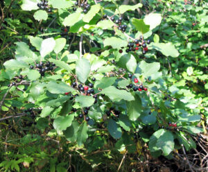 Photo of a glossy buckthorn shrub covered in berries
