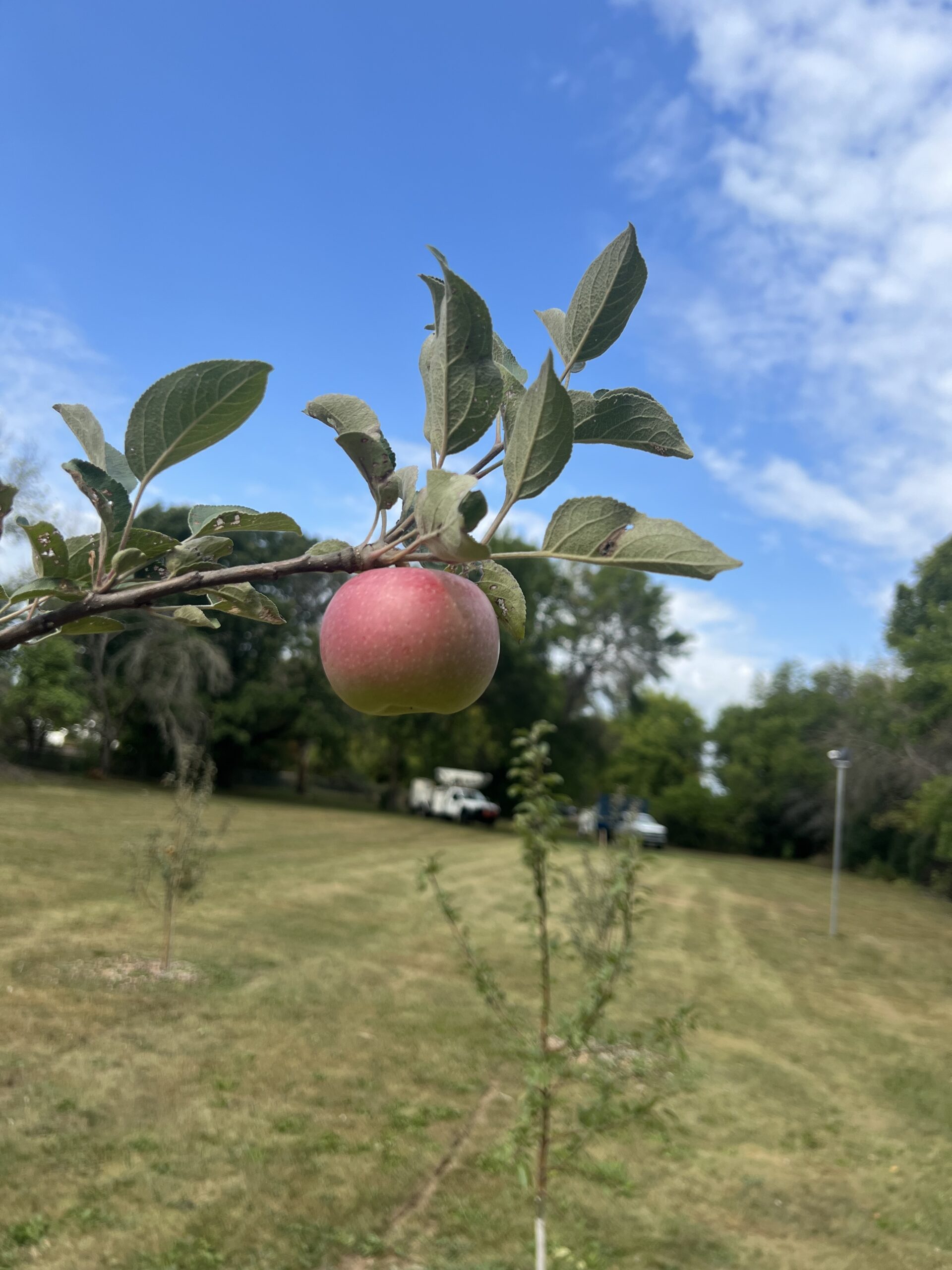 From Decaying Park To A Vision For Tomorrow The Story Of Mauston’s