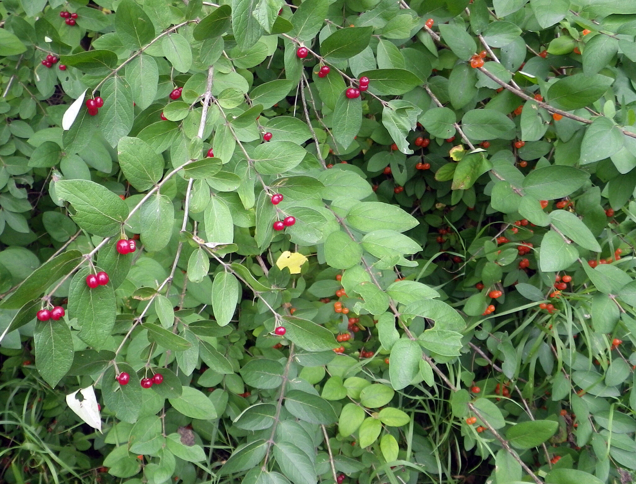 Fall: Time To Treat Invasive Plants