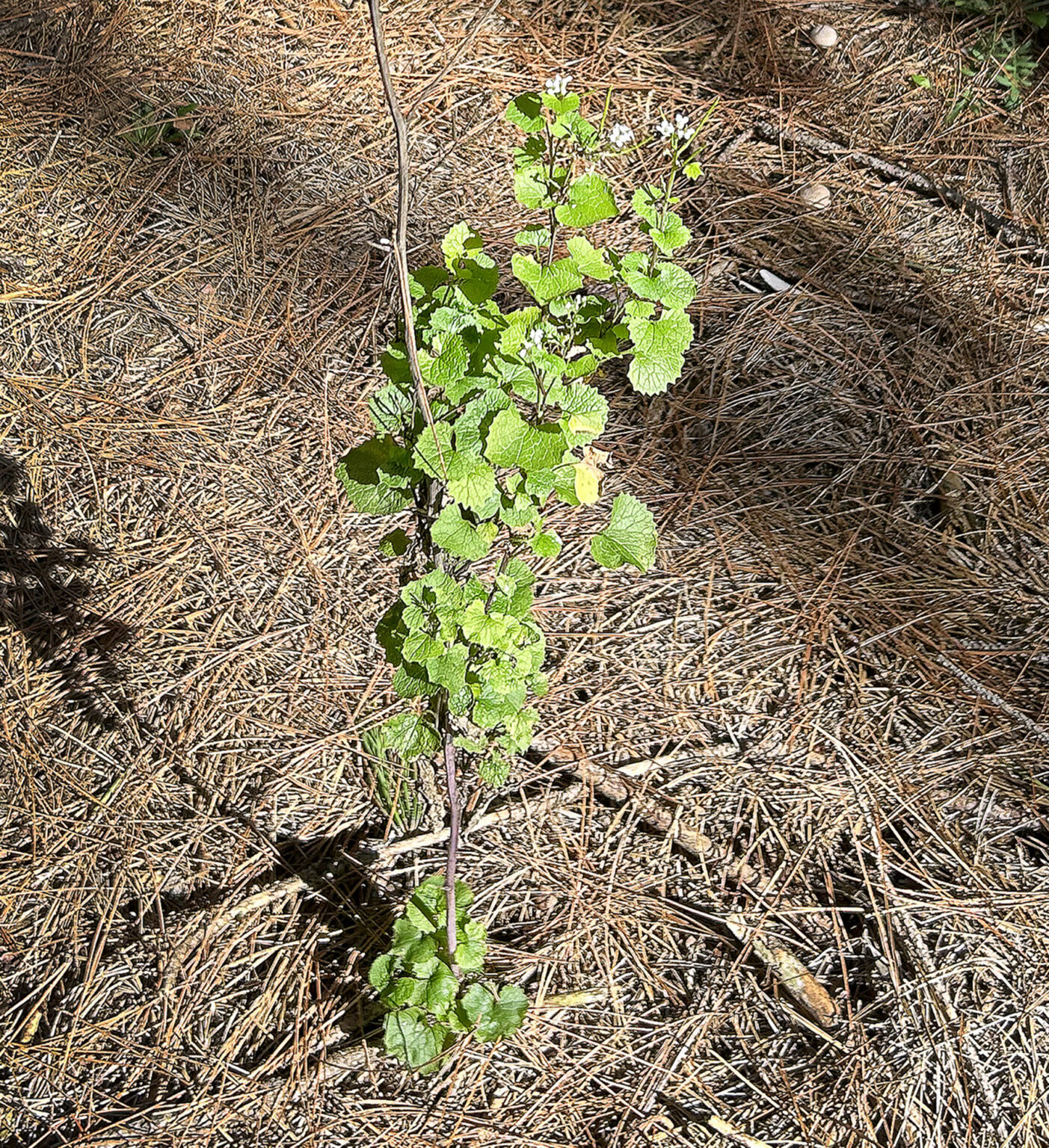 Watch For Rare Fall Garlic Mustard Blooms