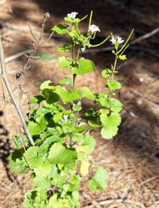 Photo of unusual garlic mustard plant flowering in the fall