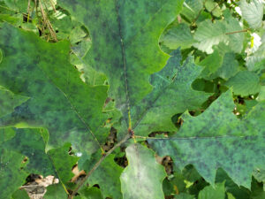 Photo of leaves with sooty mold due to honeydew from Myocallis aphids.