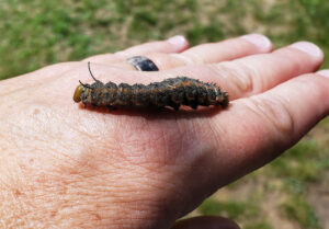 Photo of a pink-striked oakworm caterpillar on a hand.
