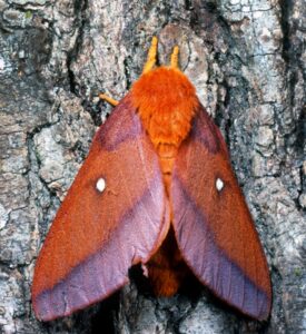 Photo of an adult pink-striped oakworm moth