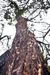 Photo of a tree at Glen Oak Hills Park in Madison covered with spongy moth egg masses