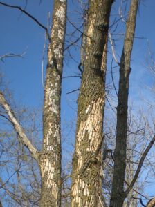 Photo showing woodpecker-caused bark damage on tree infested with emerald ash borer