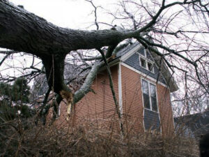 Photo of an ash tree that has fallen on a house after being killed by emerald ash borer