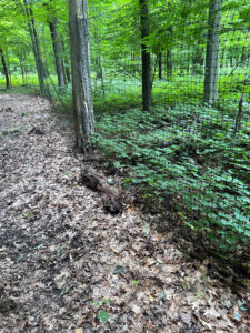 Photo showing deer browse limiting successful forest regeneration in Shawano County