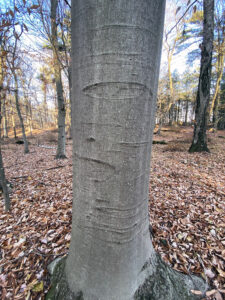 Photo of typical bark on a beech tree in Wisconsin.