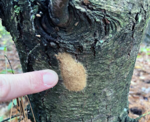 Photo of a finger pointing to a tan-colored spongy moth egg mass on a tree.