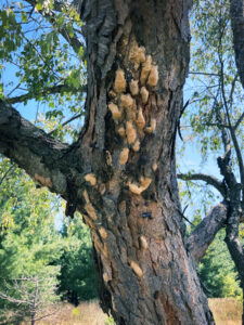 Photo of a bur oak tree showing numerous spongy moth egg masses on its trunk.