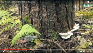 Photo frame from a DNR-produced video on heterobasidion root disease