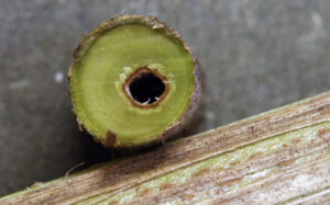 Cross-section photo of the brown and hollow pith of the invasive honeysuckle plant.