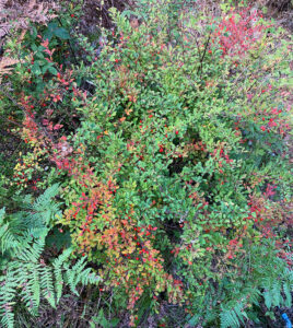 Photo of the invasive plant Japanese barberry