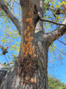 Photo showing numerous spongy moth egg masses on an oak tree in Walworth County, Wisconsin