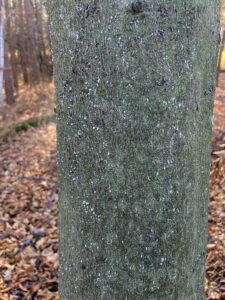 Photo of white "wool" of beech scale showing on a moderately infested beech tree.