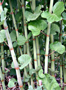 Close-up photo showing the bamboo-like stems of a growing knotweed plant.