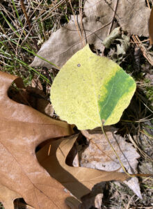 Photo of an aspen leaf that fell in the fall showing a “green island” due to leafminer feeding.