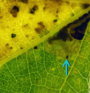 Backlit, close-up photo of a leaf showing leafminer feeding within the leaf.