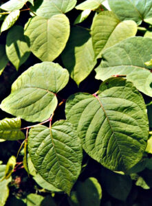 Close-up photo of giant knotweed leaves, showing larger, heart-shaped leaves that taper to a point.