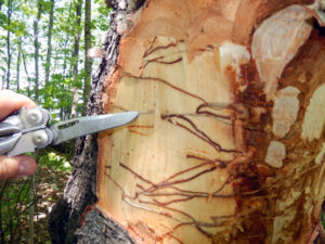 A photo of the bark of a white birch tree being peeled back to show lines where bronze birch borer larvae have been feeding.