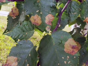 Close-up of birch tree leaves showing blotches from birch leafminer infestation.