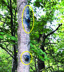 Photo showing how workers used blue fungicidal tree wound paint after trimming branches and leaving a tree susceptible to oak wilt infection.