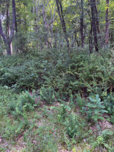Photo showing Japanese barberry quickly growing into a dense infestations in a forest.