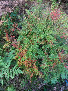 Photo showing spatula-shaped alternating leaves, bright-red berries and sharp spines of invasive Japanese barberry.