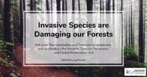 Graphic showing home page for NISAW.org-slash-forest, titled Invasive Species Are Damaging Our Forests