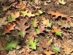 Photo of fallen leaves from a red oak that show discoloration, an indication that the tree is infected with oak wilt.