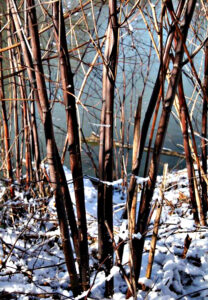 Photo showing how the stems of knotweed plants are easy to spot in the snow during winter.