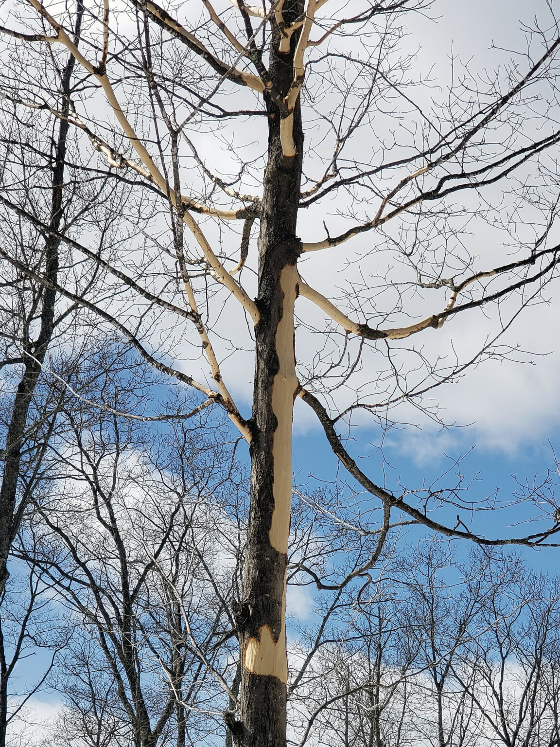 Squirrel Damage To Maple Trees Showing Up Earlier This Winter