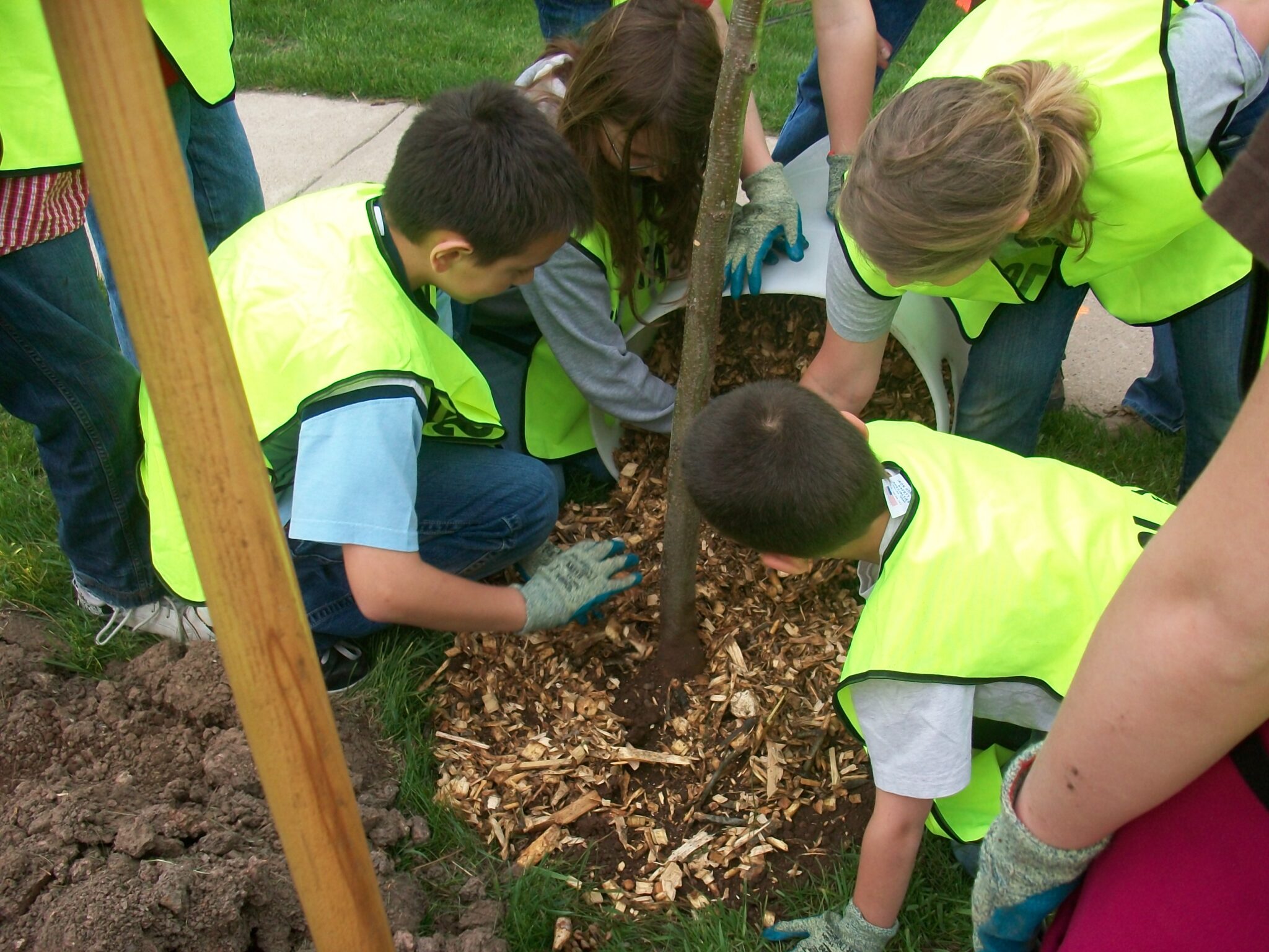 DNR Offers Free Tree Seedlings To Wisconsin Fourth Graders Ahead Of