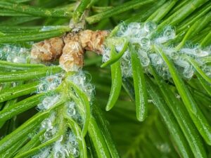 A photo of balsam twig aphids with white, woolly filaments excreting drops of honeydew as they suck the sap of a balsam fir.
