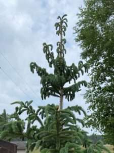 A spruce tree's branches wilt severely after balsam twig aphids fed on the tree. The spruce was able to rebound with no lingering effects.
