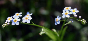A close-up photo of an Aquatic forget-me-not plant.