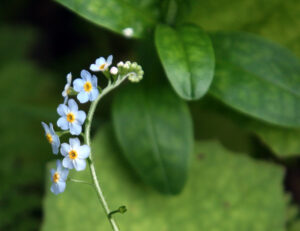 Close-up photo of the curved spiral of flower buds on Aquatic forget-me-not (Myosotis scorpiodes), resembling a scorpion’s tail.