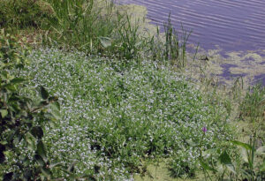 A wide-angle photo showing the quick spread of Aquatic forget-me-not on a streambank.