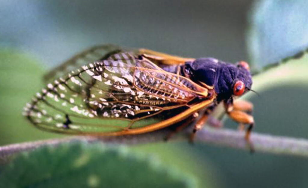 Millions Of Cicadas Preparing To Emerge
