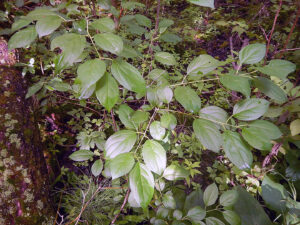 Photo of leaves of a common buckthorn plant.