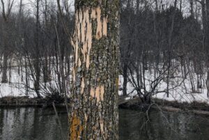 Photo showing woodpecker damage on an ash tree trunk, an early sign the tree might be infested with emerald ash borer.