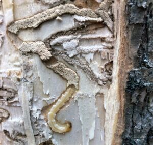 Photo showing emerald ash borer larvae carving S-shaped grooves in wood, just below the bark.