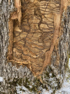 Photo showing emerald ash borer larvae carving S-shaped channels in ash trees.