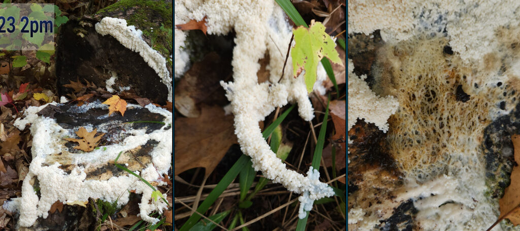 Three photos showing slime mold on an aspen tree stump