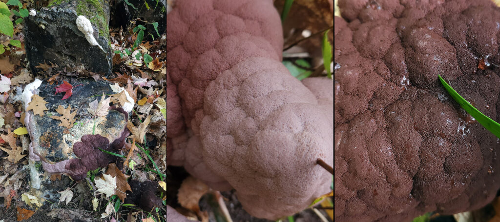 Left photo shows a close-up of an area to the lower right of a tree stump showing slime mold engulfing a small stick. Center photo shows dark areas that will produce spores have begun to develop. Right photo shows Interesting colors begin to emerge.