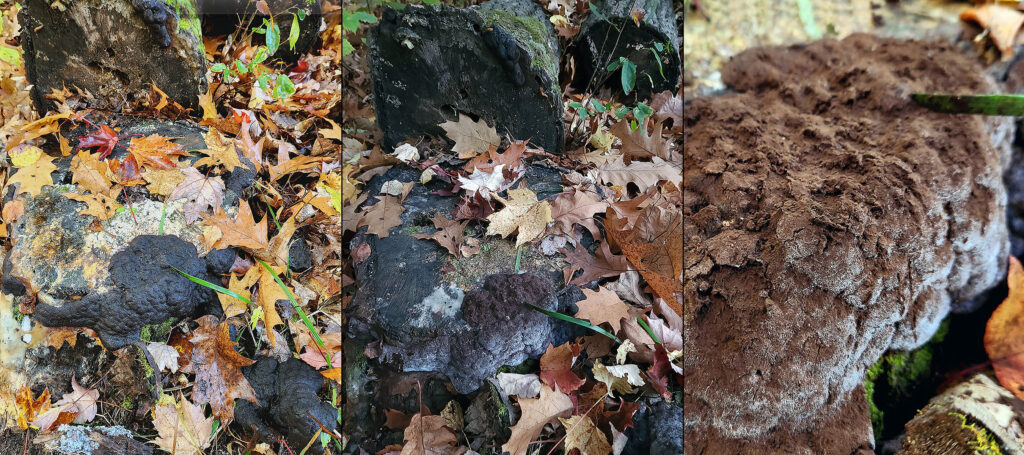 Left photo shows areas of a slime mold on a tree trunk that are very dark as they complete spore development. Parts of the slime mold had traveled 2 feet and were growing on a nearby stump. Center photo shows spores being released from the dark areas. Right photo shows spores being released as the slime mold dries out.
