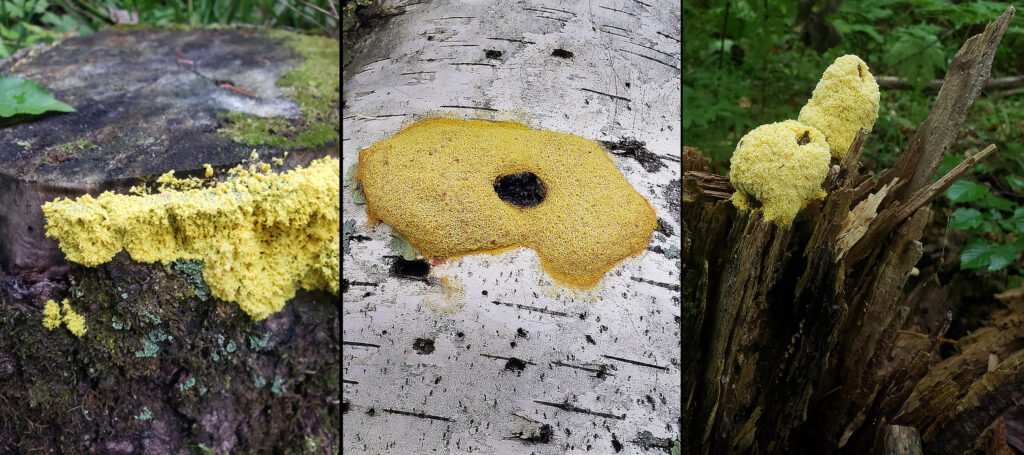 Three photos showing examples of what is called “dog vomit” slime mold found in the forest. This fungus is also sometimes called scrambled egg slime mold.