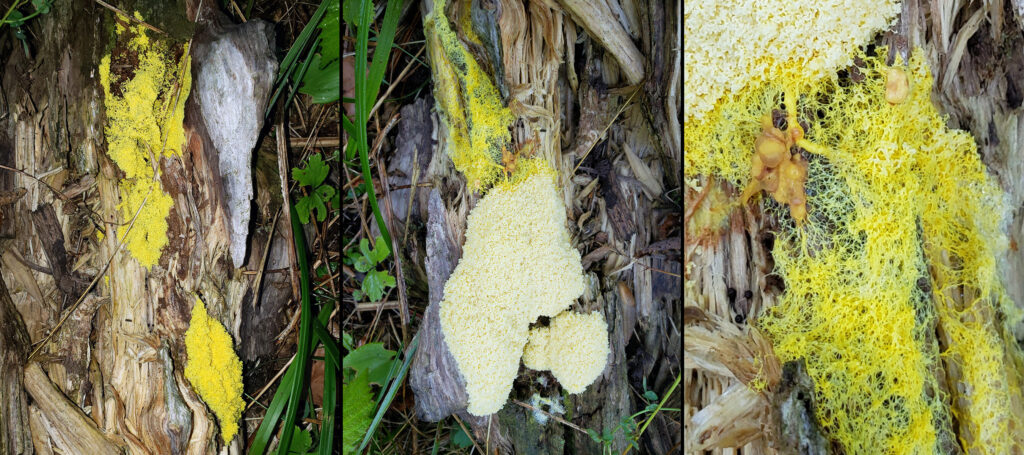 Photo showing slime mold on a log on Day 1 (left) and Day 2 (center and right). On Day 2, the upper right area is a network of tubes (shown at right), allowing the plasmodium to stream to the better source of food on the left side of the log.